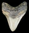 Bargain Megalodon Tooth - North Carolina #48291-1